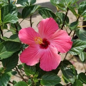 Meet your Posher, Destiny